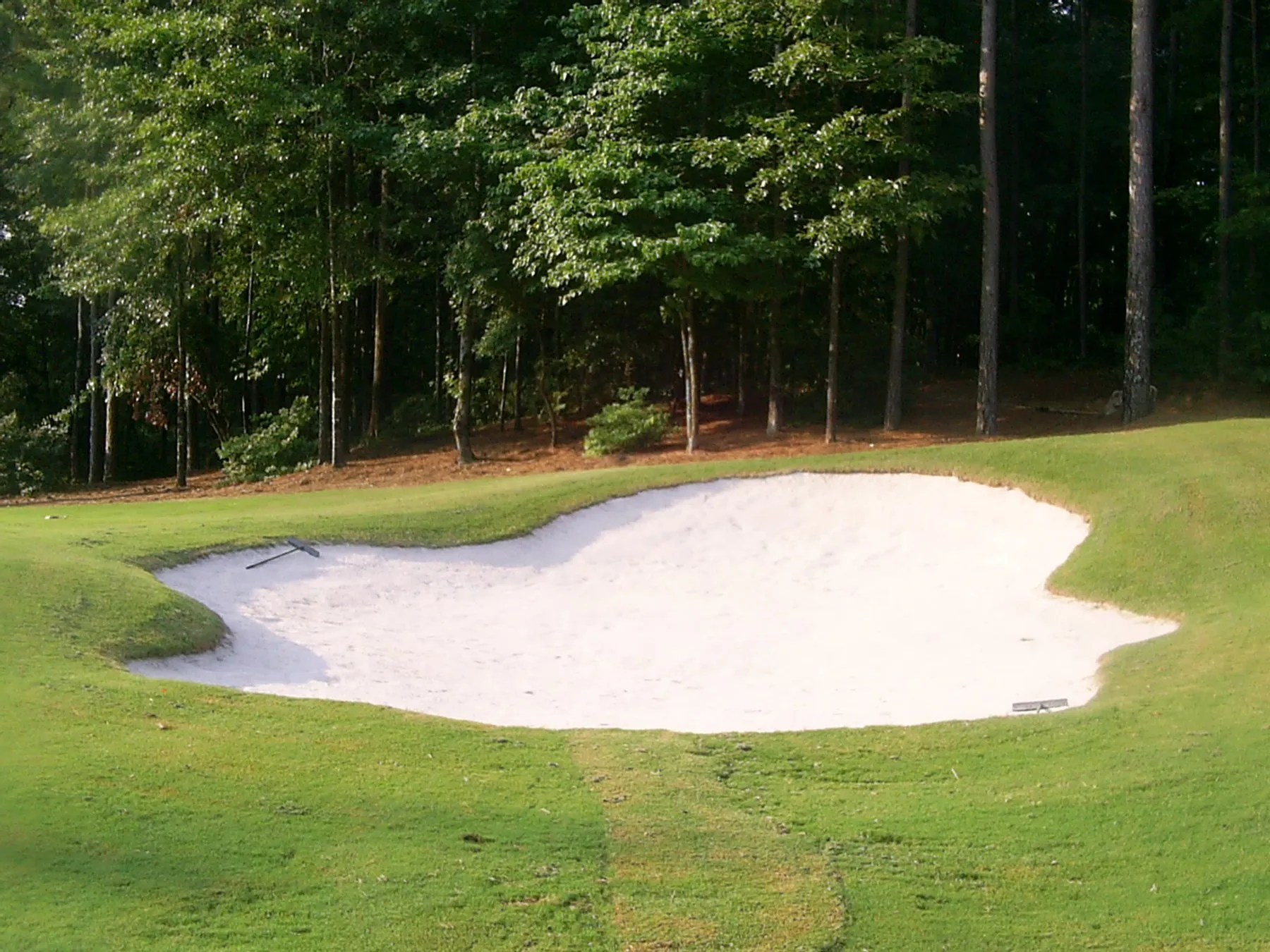 A large white sand bunker cut into the slope below a bank of mature hardwoods.