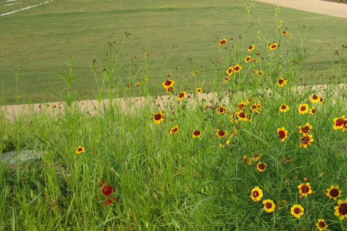 A stand of yellow and red coreopsis in tall native grass beside a paved walking path, with mown lawn rising behind it.